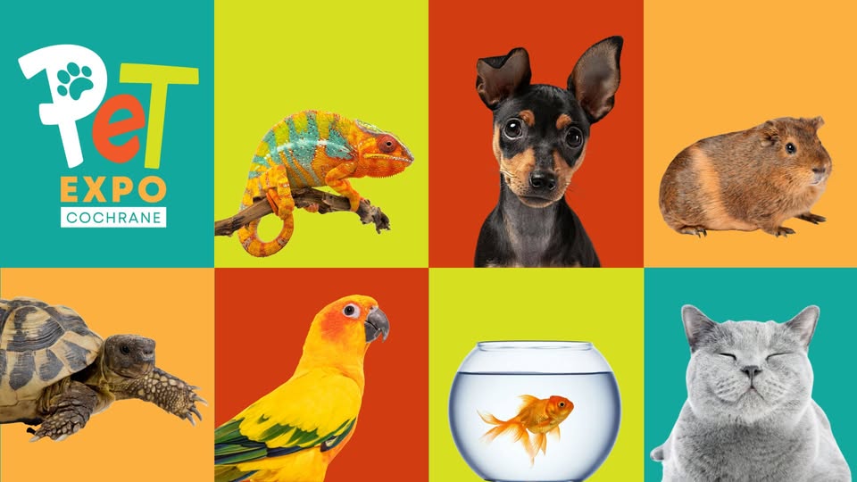 Colourful squares with animals in them.